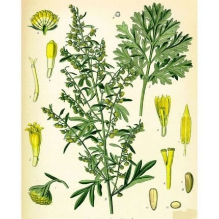 ABSINTHE GRAND CUT IPHYM luminary Herb Artemisia absinthium L.
