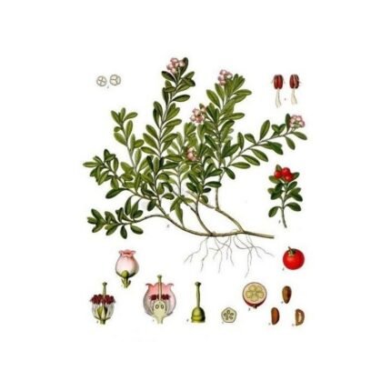 BEARBERRY Leaf IPHYM Herbalism Arctostaphylos uva-ursi L.
