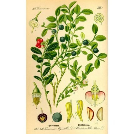 Bilberry (blueberry) Vaccinium myrtillus leaf HERBORISTERIE