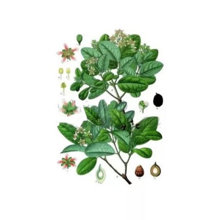 Boldo Leaf cut IPHYM Herbalism Peumus boldus M.