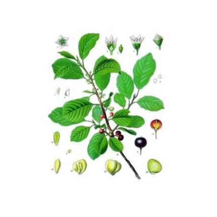 BOURDAINE BARK CUT IPHYM Herbalism Rhamnus L. frangula