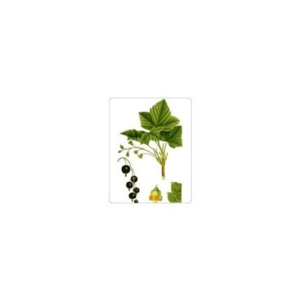 Cassis – Cut Sheet Pack of 250 g