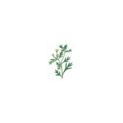 CHRYSANTHELLUM Plante cut IPHYM Herbalism Chrysanthellum americanum