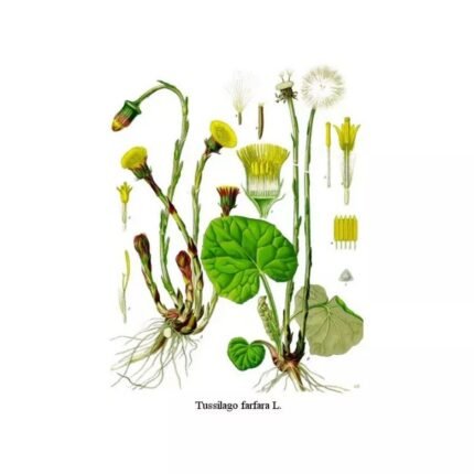 COLTSFOOT FLOWER IPHYM Herbalism Tussilago farfara L.