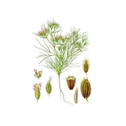 CUMIN Cuminum cyminum FRUIT IPHYM Herbalism