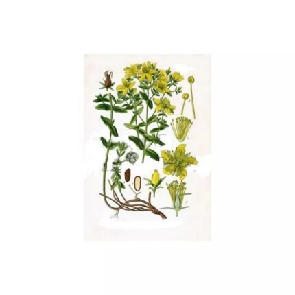 CUT IPHYM MILLEPERTUIS luminary Herb Hypericum perforatum L.