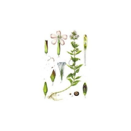 CUT PLANT cockle IPHYM Herbalism Saponaria officinalis L.