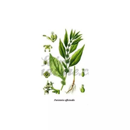 CUT PLANT pellitory Parietaria officinalis L. Herb IPHYM
