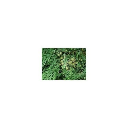 CYPRESS CRUSHED NUTS IPHYM Herbalism Cupressus sempervirens