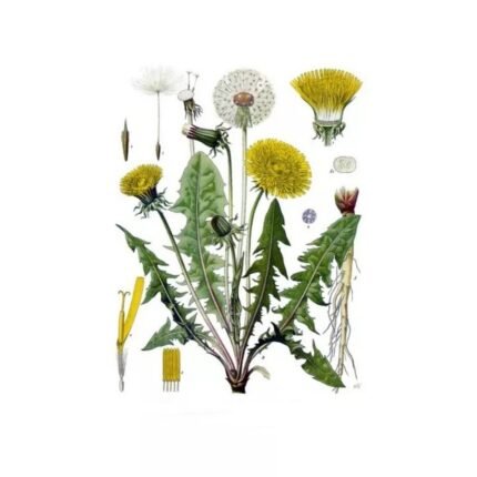 DANDELION ROOT CUT IPHYM Herbalism Taraxacum officinale