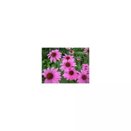 ECHINACEA Echinacea root cut IPHYM Herb Echinacea purpurea