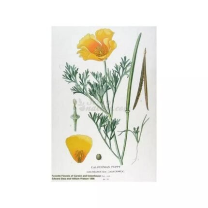 Eschscholtzia californica IPHYM Herbalism Eschscholtzia californica C.