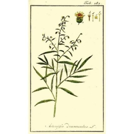 Estragon Cut Sheet IPHYM Herb Artemisia dracunculus L.