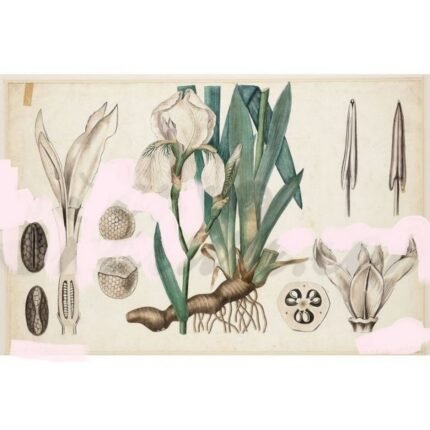 FLORENCE IRIS Iris Rhizome cut IPHYM Herbalism Florentine