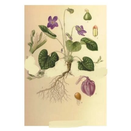 FLOWER VIOLET Viola odorata L. Herb IPHYM