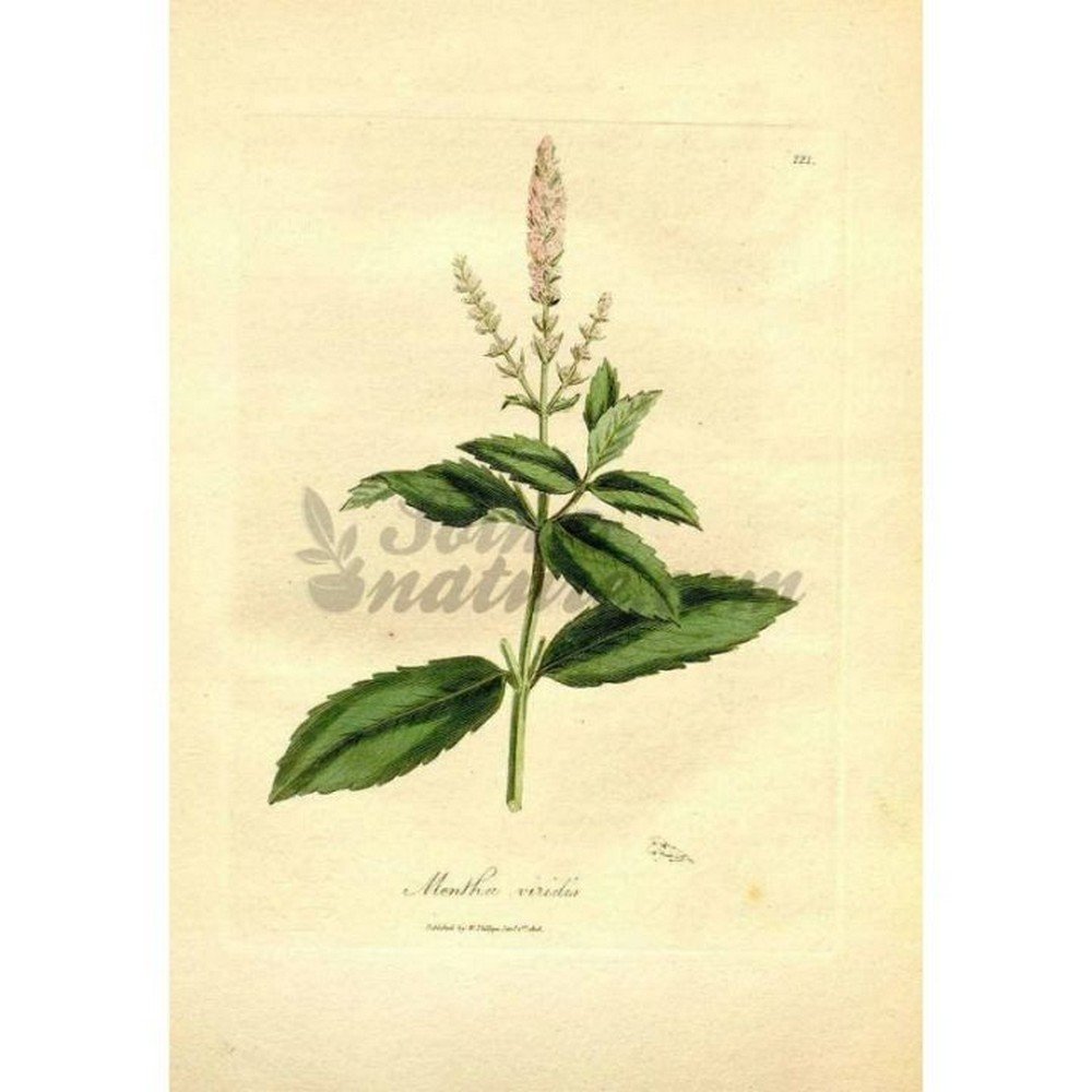 FRESH MINT LEAVES WHOLE IPHYM Herb Mentha viridis L. FRESH MINT LEAVES WHOLE IPHYM Herb Mentha viridis L.