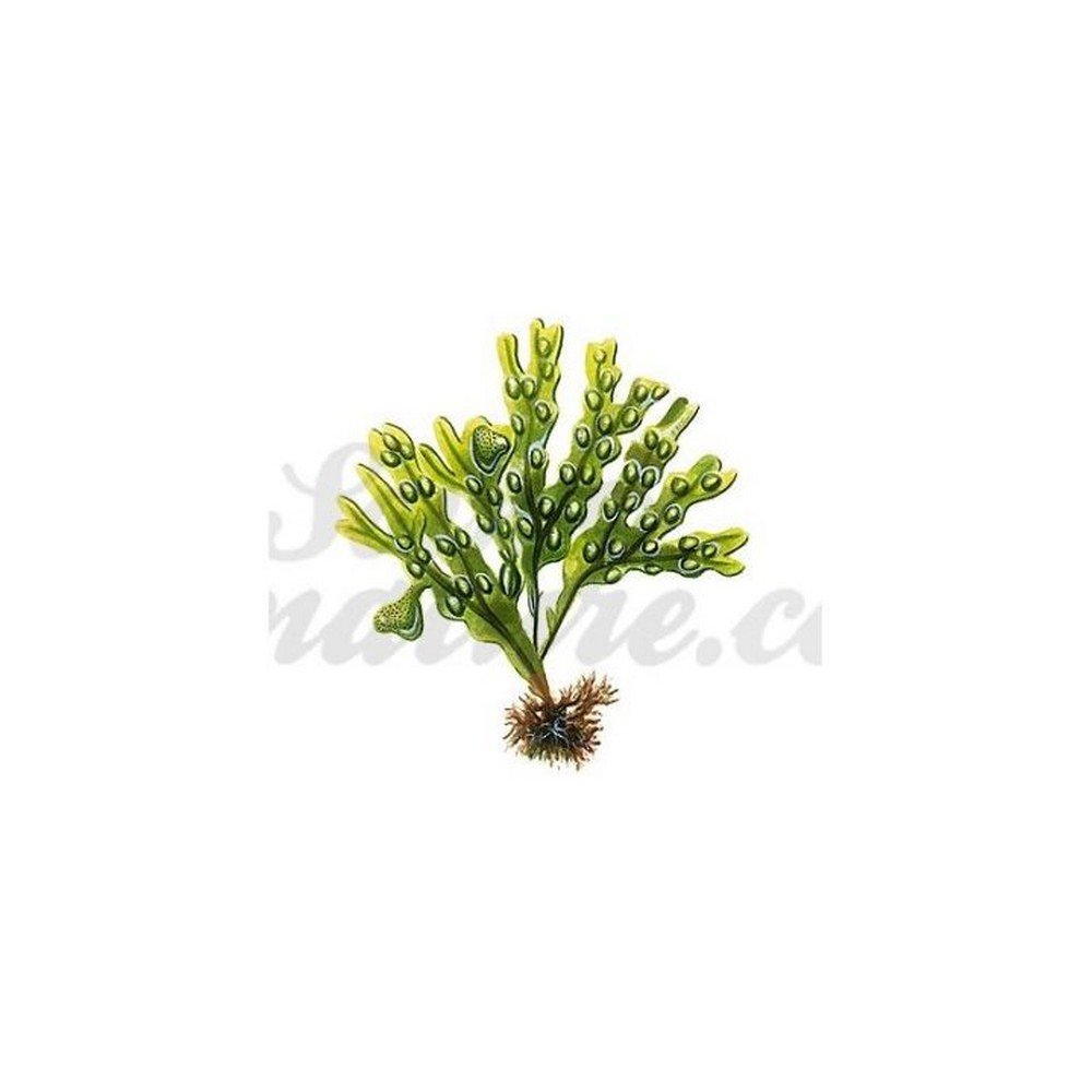 FUCUS VESICULOSUS thallus CUP IPHYM Herbalism Fucus vesiculosus L. FUCUS VESICULOSUS thallus CUP IPHYM Herbalism Fucus vesiculosus L.