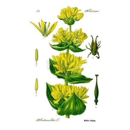 Gentian root cut IPHYM Herb Gentiana lutea