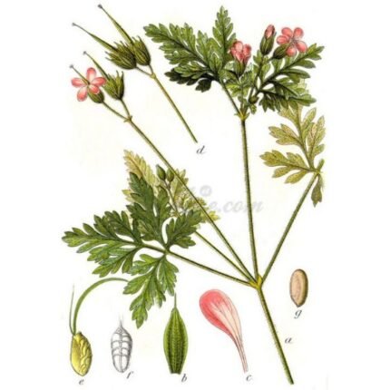Geranium Herb Robert Geranium Herb IPHYM robertianum