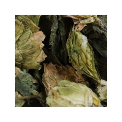 GREEN HALF HOPS Humulus lupulus cone IPHYM Herbs