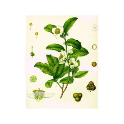 Green Tea Whole Leaves Iphym Herbalism Camellia sinensis