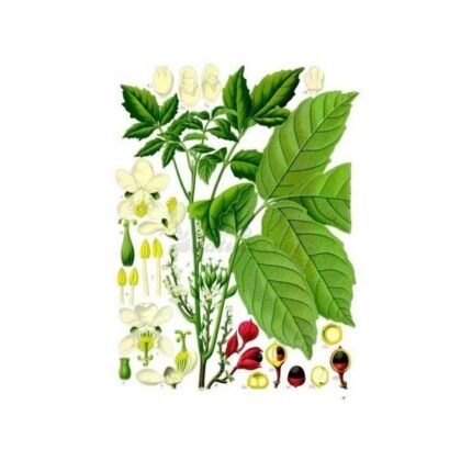 Guarana Paullinia cupana Herb SEED IPHYM Kunth