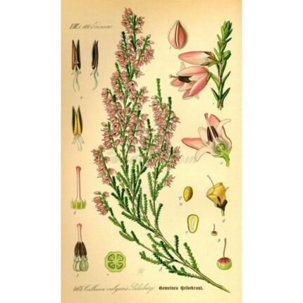 Heather (Calluna) Flower IPHYM Herbalism Calluna vulgaris