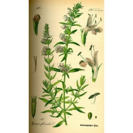 HYSOPE luminary cut IPHYM Herb Hyssopus officinalis L.