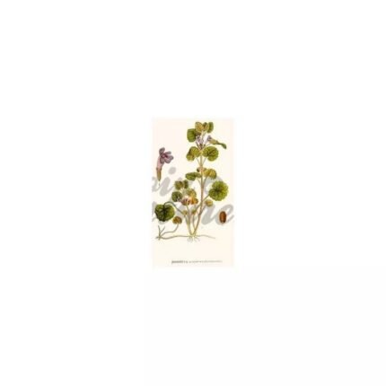 IVY LAND CUP IPHYM Herbalism Glechoma hederacea