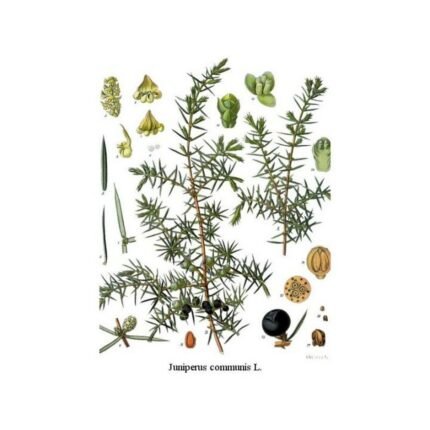 Juniper berry fruit IPHYM Herbalism Juniperus communis