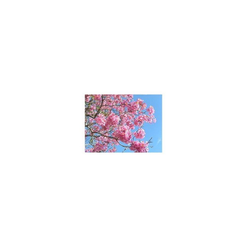 LAPACHO BARK CUT IPHYM Herbalism Tabebuia avellanedae LAPACHO BARK CUT IPHYM Herbalism Tabebuia avellanedae