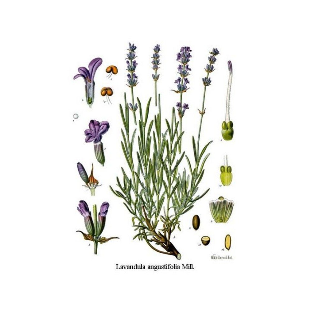 LAVENDER FLOWER IPHYM Herb Lavandula angustifolia LAVENDER FLOWER IPHYM Herb Lavandula angustifolia