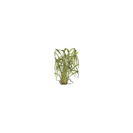 LEMON Cut Sheet IPHYM Herbalism Cymbopogon flexuosus