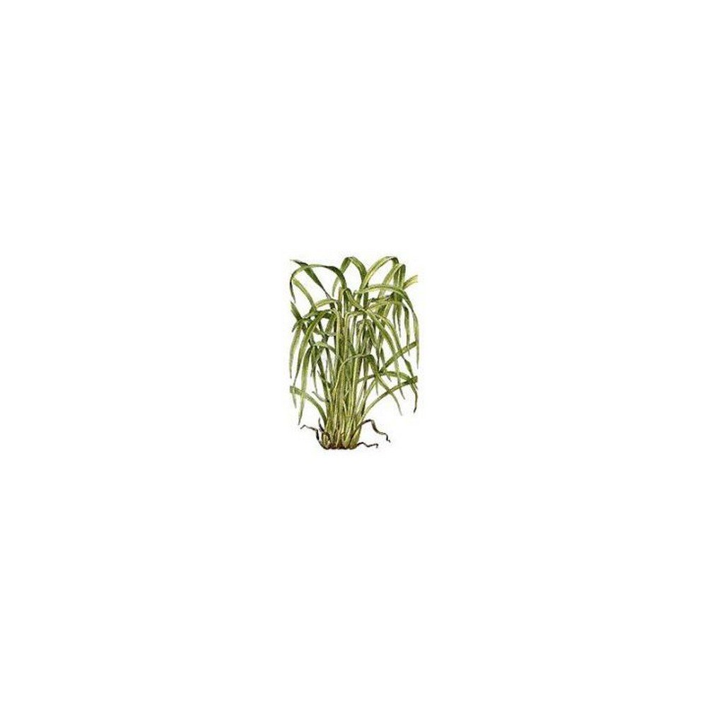 LEMON Cut Sheet IPHYM Herbalism Cymbopogon flexuosus LEMON Cut Sheet IPHYM Herbalism Cymbopogon flexuosus