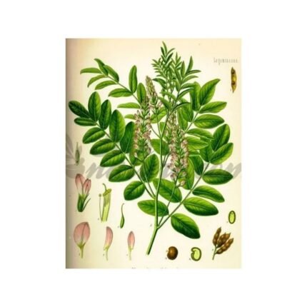LIQUORICE ROOT raked IPHYM Herbalism Glycyrrhiza glabra L.