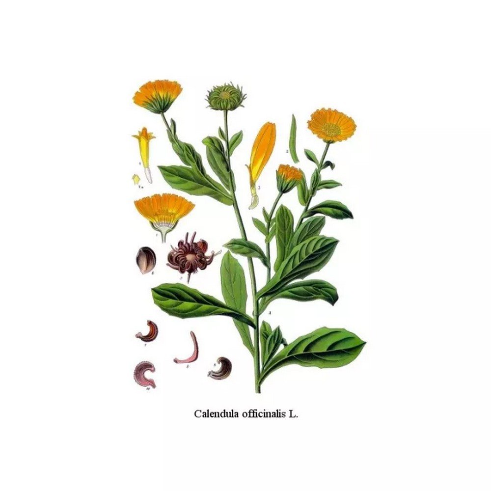 MARIGOLD PETAL WHOLE IPHYM Herb Calendula officinalis L. MARIGOLD PETAL WHOLE IPHYM Herb Calendula officinalis L.