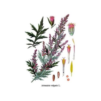 Mugwort (vulgar) Leaf HERBORISTERIE Artemisia vulgaris