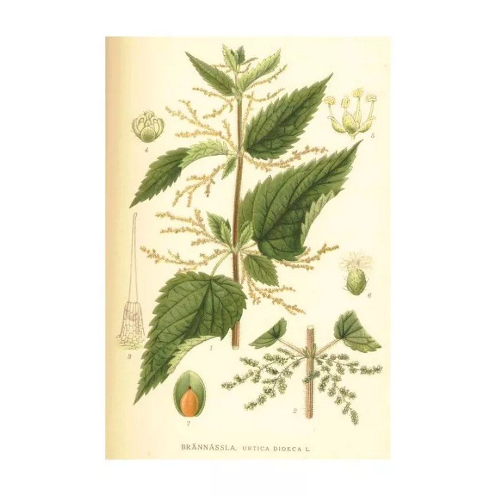 Nettle Leaf pungent IPHYM Urtica dioica L. Herb Nettle Leaf pungent IPHYM Urtica dioica L. Herb