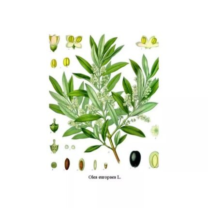 OLIVIER WHOLE LEAF IPHYM Herbalism Olea europaea L.