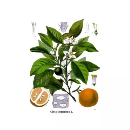 ORANGE sour orange SHEET CUT IPHYM Herb Citrus aurantium L.