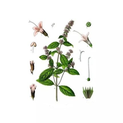 Peppermint – Full Sheet Pack of 250 g