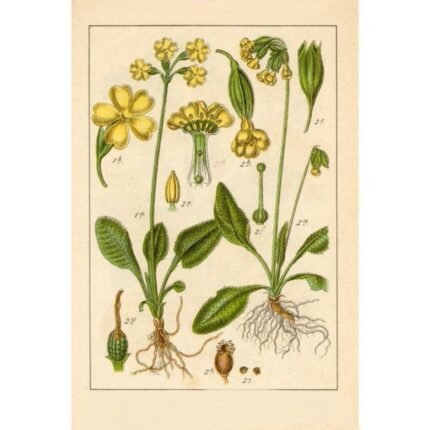 PRIMROSE FLOWER IPHYM Herbalism Primula officinalis / P. veris L.