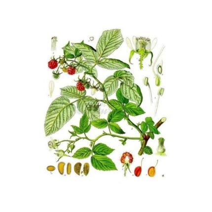 RASPBERRY LEAF CUT IPHYM Herbalism Rubus idaeus L.