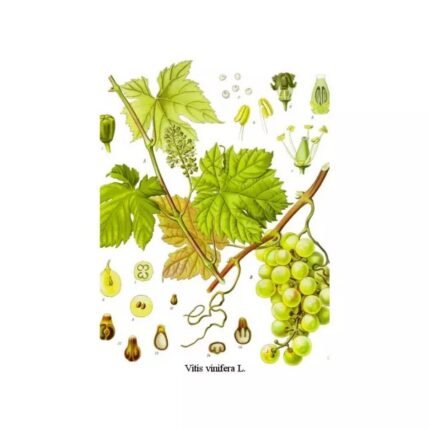 Red Vine Cut Leaf Iphym Herbalism Vitis vinifera
