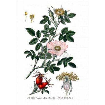 Rosehip (Dog Rose) BAY IPHYM Herbalism Rosa canina;Églantier (Églantier) BAY IPHYM Herboristerie Rosa canina