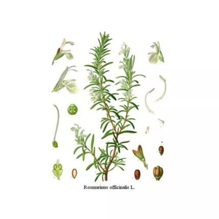 ROSEMARY LEAF IPHYM Herbs Rosmarinus officinalis