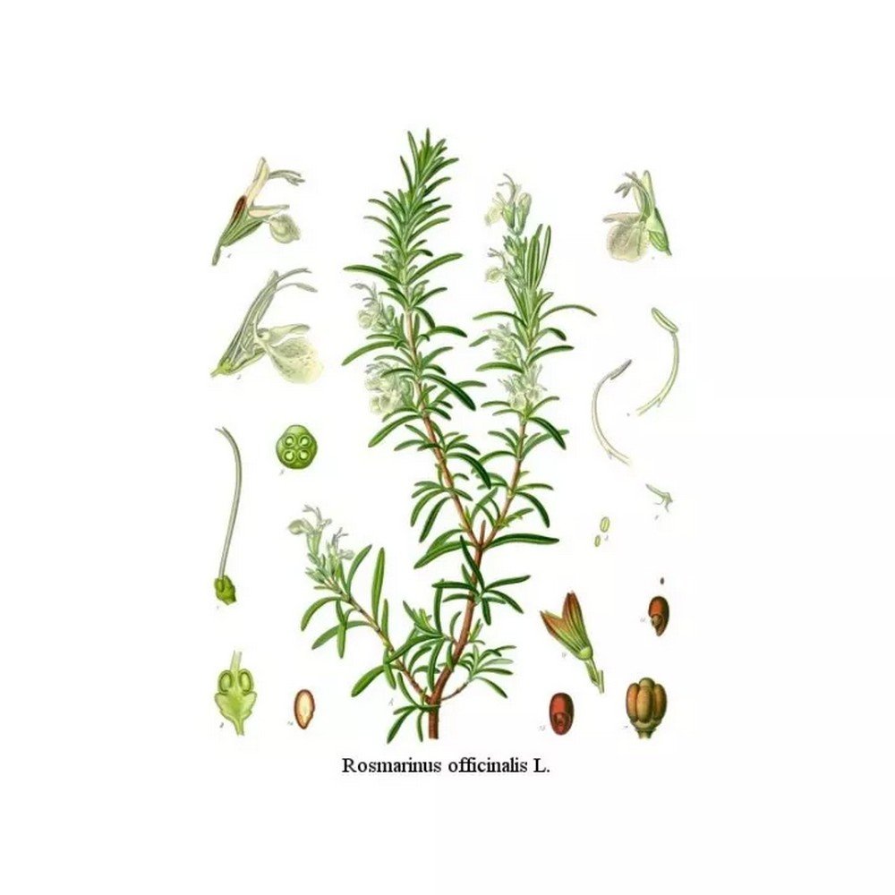 ROSEMARY LEAF IPHYM Herbs Rosmarinus officinalis ROSEMARY LEAF IPHYM Herbs Rosmarinus officinalis