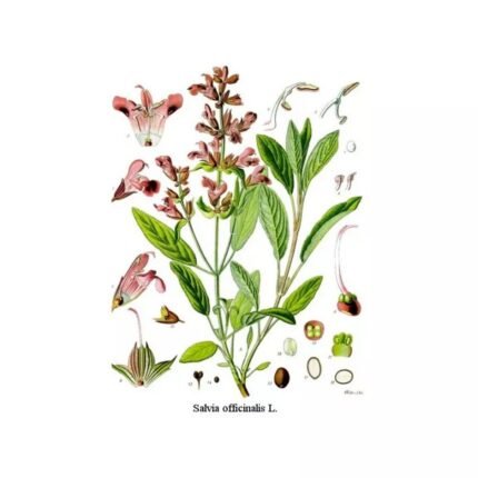 SAGE OFFICINALE SHEET hulled IPHYM Herb Salvia officinalis L.