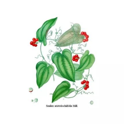 SARSAPARILLA GREY ROOT CUT IPHYM Herb Smilax medica