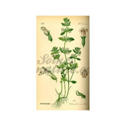 SAVORY LEAF IPHYM Herbalism Satureja montana L.